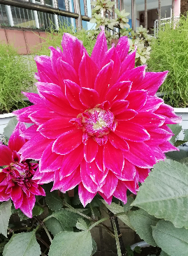 大丽花