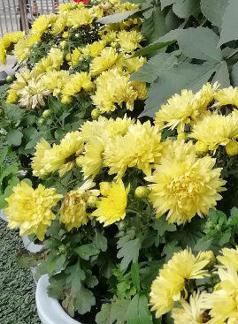 夏菊