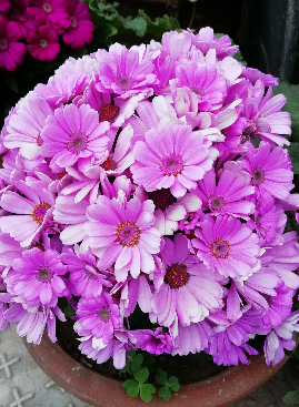 瓜叶菊