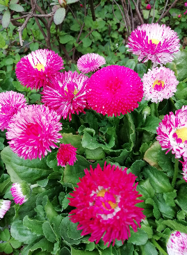 雏菊